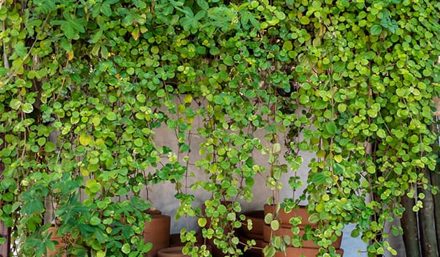 Плектрантус южный — фото 1