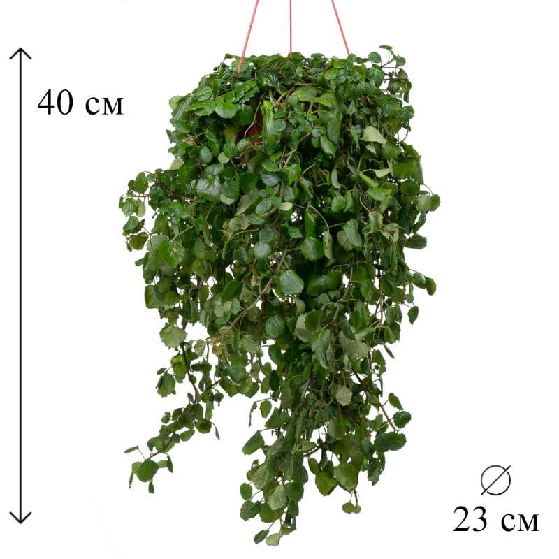 Плектрантус южный — фото 2