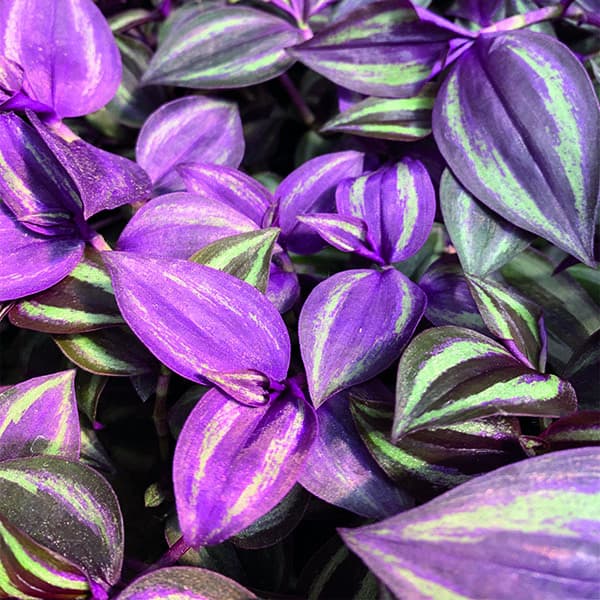 Зелёные ампельные — фото 3