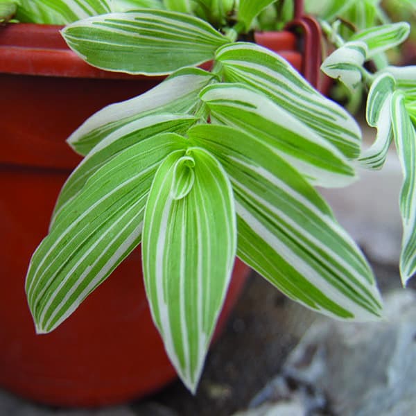 Традесканция — фото 2