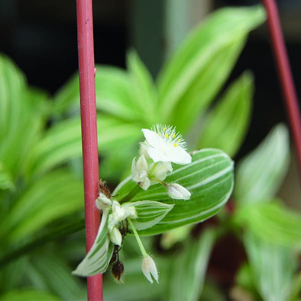 Традесканция — фото 3