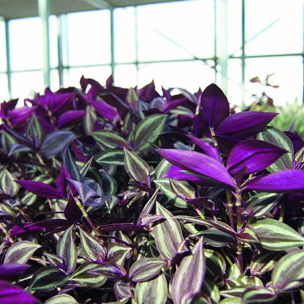 Традесканция — фото 4