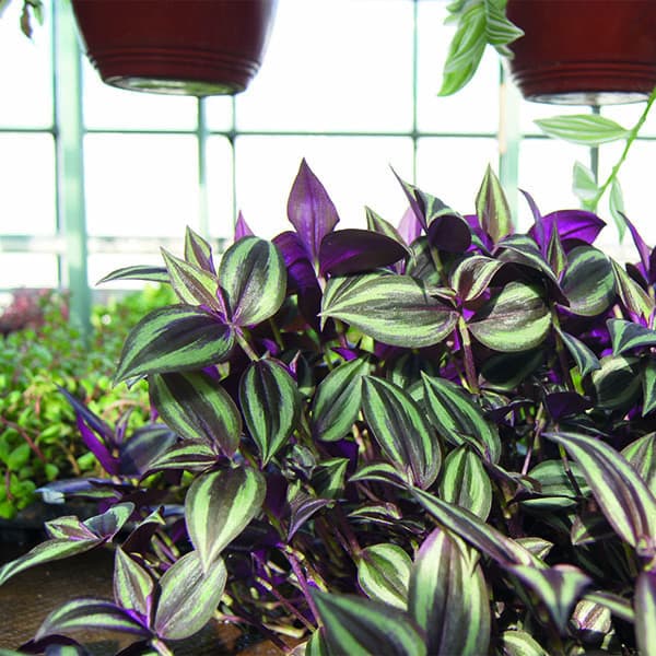 Традесканция — фото 5