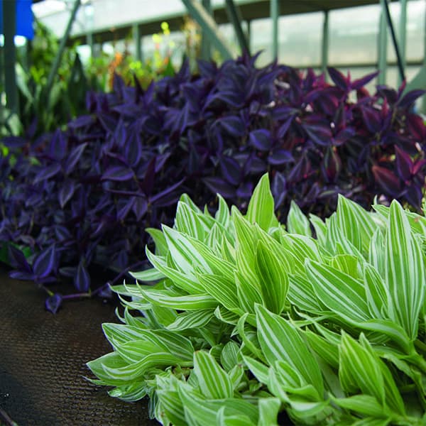 Традесканция — фото 6