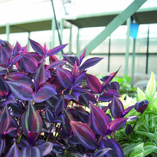 Традесканция — фото 7