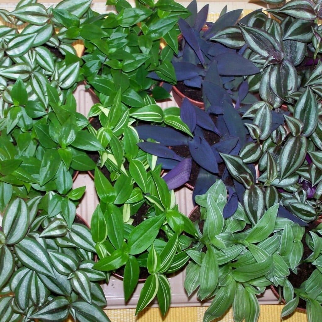 Традесканция — фото 8